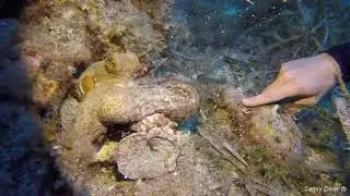Octopus Octopi, Colored Coral, and Gargantuan Gorgonia