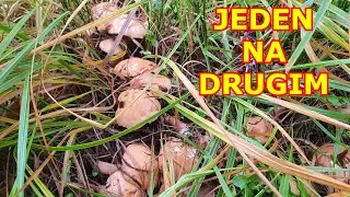 JEDEN GRZYB NA DRUGIM ! Zatrzęsienie Grzyb&oacute;w 2022