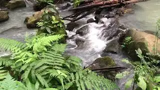 Soft Flowing River Sounds for Sleep | Natural Forest ASMR