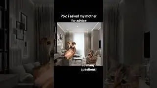 what is your mother's character??? #cat #memes #meme #video #motivation