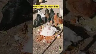 Year Old Meat Bird #meatbirds  #cornishcross #growyourown #meatchickens #chickens