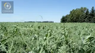 Why plant yellow peas?