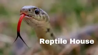 😲😲Reptile House😲😲 || Chhat Bir Zoo || India Safarnama