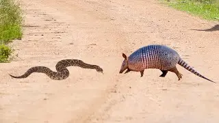 Rattlesnake attacks armadillo! Look what happened!