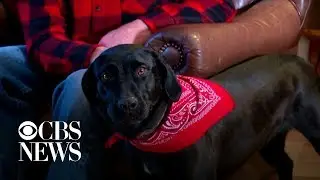 Minnesota woman, 87, was saved by neighbor's dog during cold snap