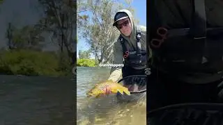 Tumut River Fishing Report! Grasshopper dry flies are on! #troutfishing #flyfishing #dryfly