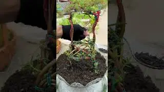 Clean up weed and pruning portulaca flower #gardenflower #garden #handmadeplanter