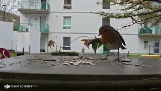 Robin bird (Erithacus rubecula) R&oslash;dstrupe 🐦