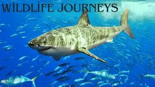 Fascinating Migration Routes of Sea Creatures: Are You Ready to Discover?