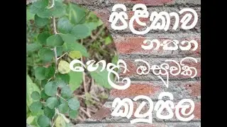 පිළිකාව නසන හෙළ ඔසුවකි කටුපිල ( Katupila Plant )