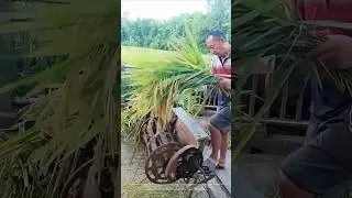 Rhythm in the rice fields: the sound of trampling accompanied by the falling of rice