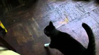 Lemon, Saul Leiter's cat, helps director Tomas Leach during filming.