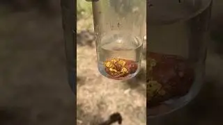 Прекрасный золотой самородок, спрятанный внутри кварцевой породы! Я достаю его с помощью кислоты ...