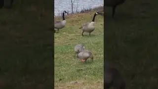 Canadian Geese singing and Greylag Geese searching for food