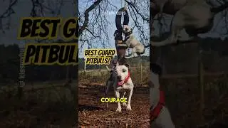 Top 3 Pitbull Breeds That Make The Best Guard Dogs! #pitbull