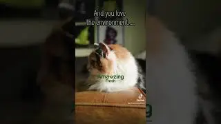 Experience the difference today with Corn Based Litter.  Amaizing Fresh Cat Litter #cat #catlitter