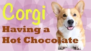 Hot Chocolate - Topi the Corgi