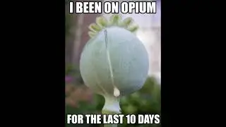 i been on opium for the last 10 days