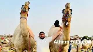 Aqeel Bhai ki Qurbani❤️Mashallah💕2k25😍