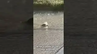 pure coincidence #turtle #memes #fly #random #water #fall #brasil #portugal #inglish #memes #viral
