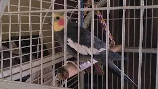 Free  4K Royalty Free Stock Video: Colorful bird in cage (2)