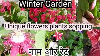 Winter sopping Unique flowers plants👌 ne me and rate (permanent, seasonal) plants