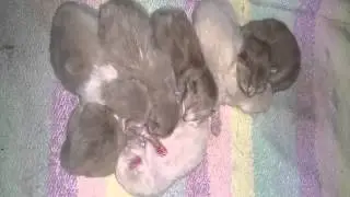 7 Little Dwarves Litter RagaMuffin Kittens 17MAR2015