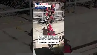 Watch: Dog Rescued From Rushing Water In California Aqueduct