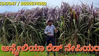 Red napier Farm Karnataka #Kannada @modernfarmersira @naturalfarmsira#viral #dairy
