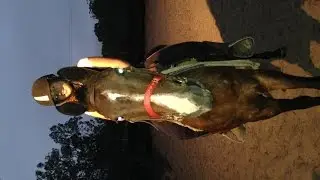Campbell Rising 3yo ASH x TB Gelding - Mounting clip