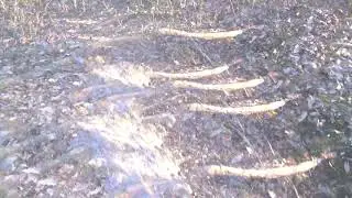 LSD simulator [No sound]