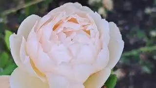 Portland Oregon rose garden