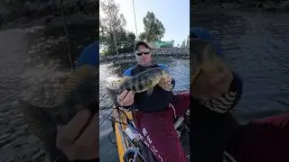 Giant Spotted Bay Bass in San Diego Bay