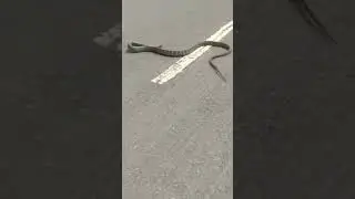 #snake #road cross #viral video