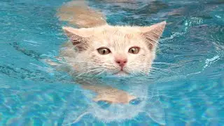 Chat qui nage 🤣🤣😂😂