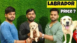  Labrador female puppy apple face price in bihar 2026.
