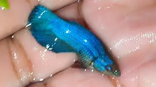 Some Beautiful Blue And Green Small Fish In A Tiny Pond Back Of The House
