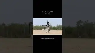 TOP DRESSAGE PRE PIRO FREE