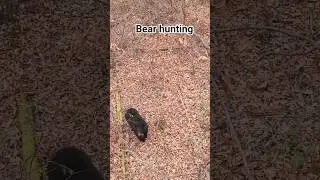 bear hunting with arrow good shot #bearhunting #bear #blackbears #hunting