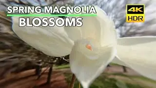 4K (HDR) Spring Blossoms, White Magnolias with Peaceful Springtime Ambience Song Birds & Flute Sound