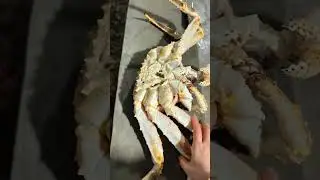 ✨✨✨​Fresh off the Boat & Fit for a King  #seafish #fish #deepblue #shorts #shortsviral #shortsvideo.