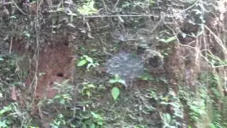 Blue-naped Chlorophonia incubating