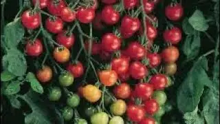 How long does it take to germinate burpee Super sweet 100 cherry tomatoes? Results￼