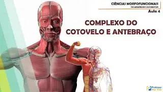 Complexo do Cotovelo e Antebraço