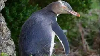 Monarch Wildlife Cruises New Zealand www.wildlife.co.nz