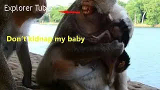 CARLA IS REALLY PROTECTIVE MOM/TARA MONKEY TRIES KIDNAPPING SKINNY BABY CHARLEE but CARLA HOLDS ALL.