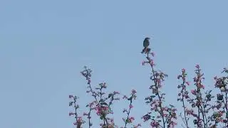 Savannah Sparrow (Passerculus sandwichensis) singing on a tree