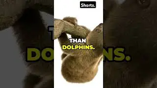 Mind-blowing facts #2024 #shorts