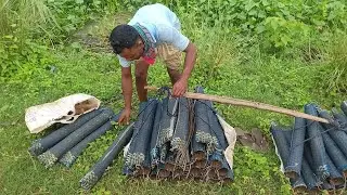 Catching Eels with Bamboo Traps: An Ancient Technique #EelFishing, #BambooTraps, #TraditionalFishing