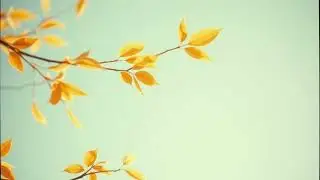 Autumn Solitude - Peaceful Ambient Reflection